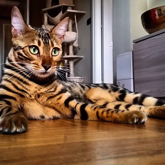 Raja, Bengal