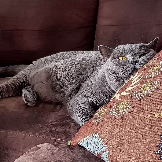 Gaston, Chartreux