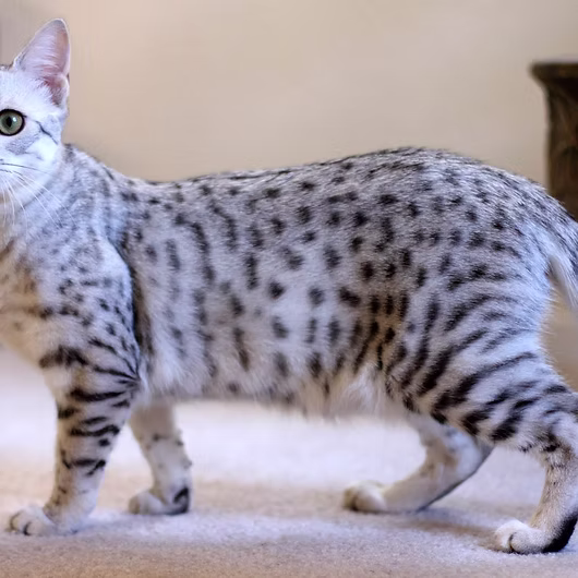 Nefer, Egyptian Mau