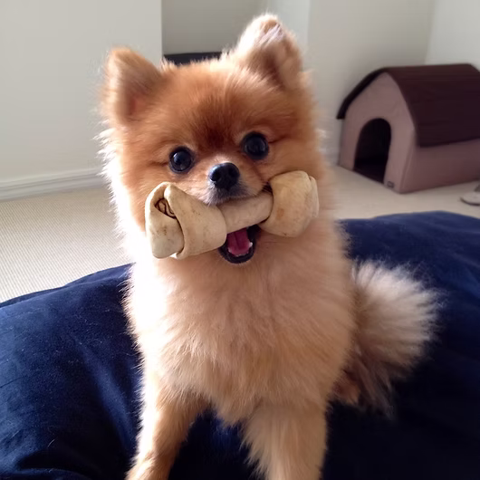 Kobe, Pomeranian