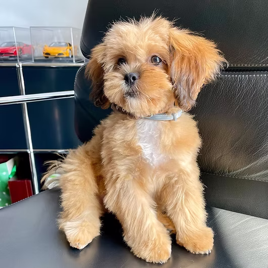 Milo, Cavapoo