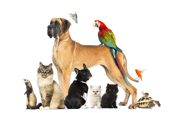 Group of pets — dog, cats, kitten, parrot, ferret, tortoise and birds together