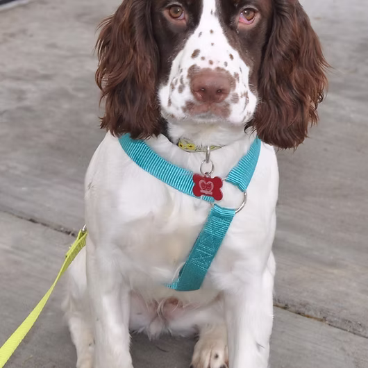Hugo, English Springer Spaniel