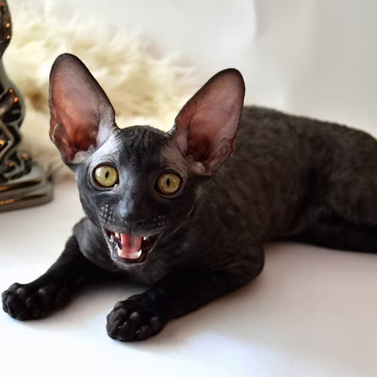 Onyx, Cornish Rex