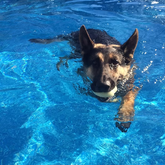 Rex, German Shepherd