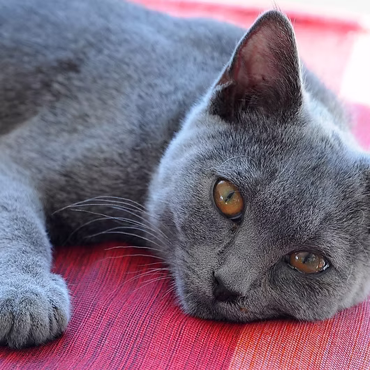 Juniper, Russian Blue